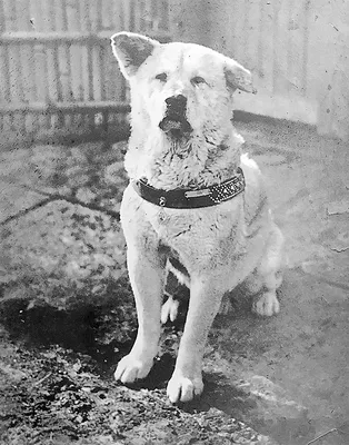 4K фото породы собаки из фильма Хатико: скачать бесплатно и в новом формате