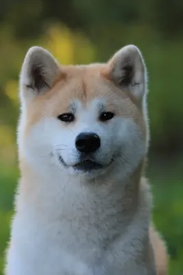 Встречайте наших главных героев: фото породы собаки из фильма Хатико