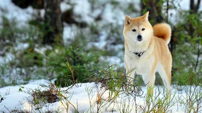 Фото собаки породы Хатико - надежный друг и верный пес
