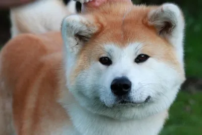 Картинки породы собаки из фильма Хатико: бесплатно скачать в Full HD