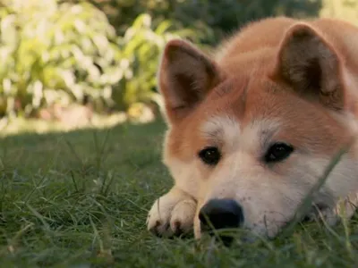 Взгляните на эти прекрасные фото собаки из культового фильма Хатико