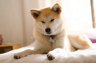 Обожаемая каждым зрителем: фото собаки из фильма Хатико