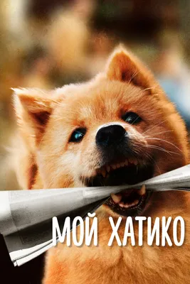 Великолепные снимки собаки, покорившей сердца в фильме Хатико