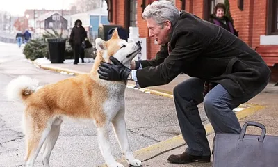 Хотите узнать больше о породе собаки из фильма Хатико? Взгляните на эти фото!