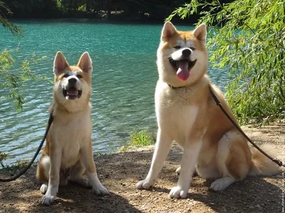 Загадочная и прекрасная порода собаки на фотографиях из фильма Хатико
