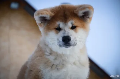 Улыбнитесь с этими фото породы собаки из фильма Хатико