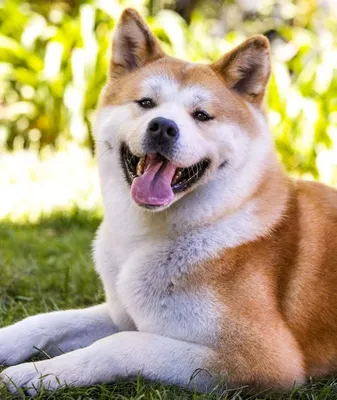 Фото собаки, которая стала настоящим символом верности - из фильма Хатико
