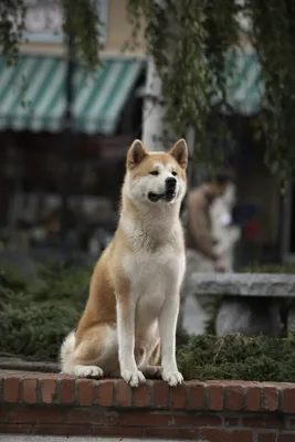Фоны с породой собаки из фильма Хатико: скачать бесплатно в хорошем качестве