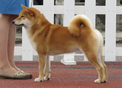 Настоящая легенда: фото собаки из культового фильма Хатико