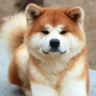Удивительные фото породы собаки, знаменитой благодаря фильму Хатико