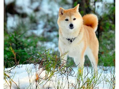 Фото Хатико: порода собаки из известного фильма