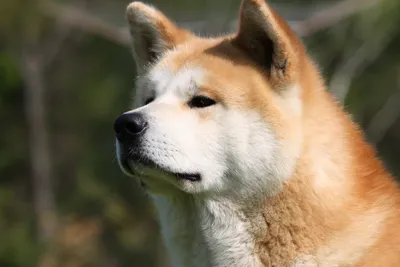 Картинка Хатико: порода собаки на вашем экране