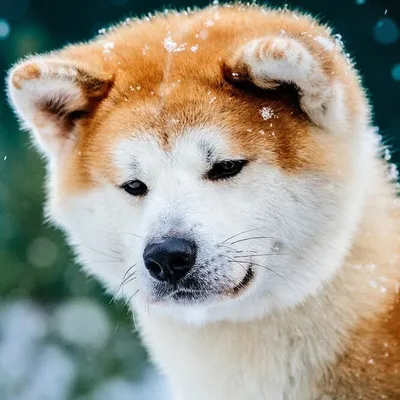 Порода собаки из фильма Хатико: фото в кино-тематике для скачивания
