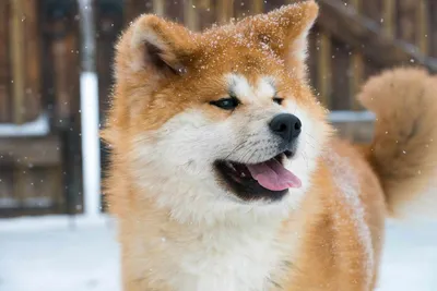 Фото породы собаки из фильма Хатико в HD качестве