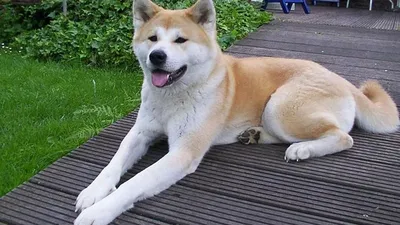 Фотообои с породой собаки из фильма Хатико: бесплатно скачать в 4K