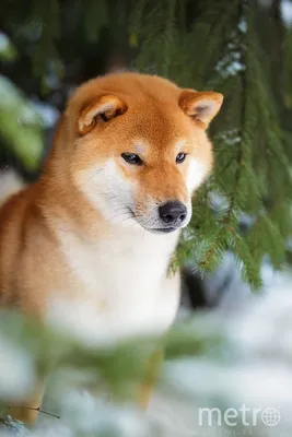 Картинка собачьей верности: порода собаки Хатико