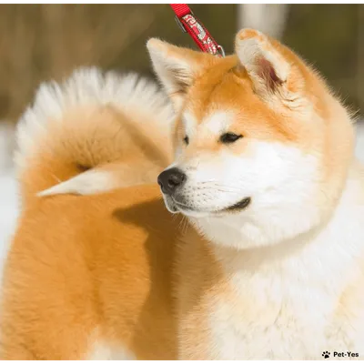 Фотография собачьей преданности: порода собаки Хатико