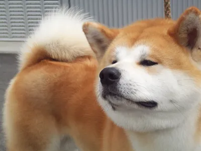 Порода собаки из фильма Хатико: фото в разных форматах для скачивания