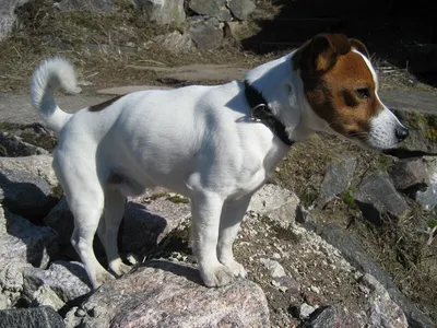 Уникальная порода собаки из кинохита Маска: захватывающее фото