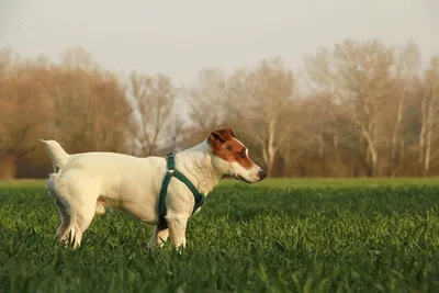 Фото породы собаки из фильма Маска: эксклюзивная кадровая съемка
