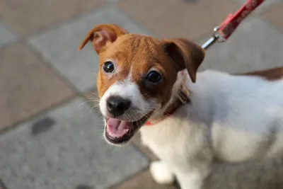 Фотографии знаменитой собаки из Маски: их невозможно не полюбить