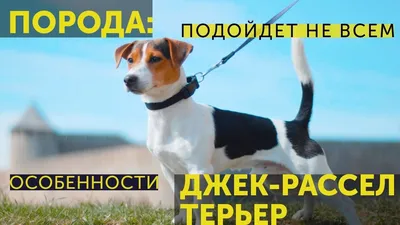 4K фотографии с породой собаки в фильме Маска
