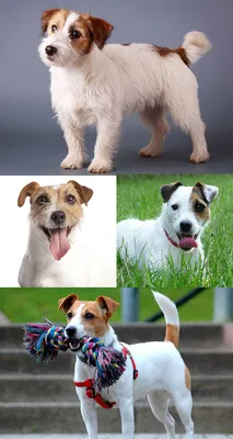 Фотографии собаки из фильма Маска: HD обои на айфон бесплатно