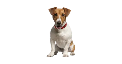Фото собаки из фильма Маска: Full HD обои на айфон бесплатно
