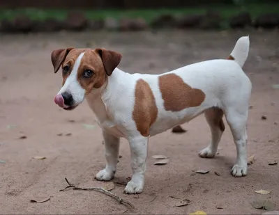 Изображения настоящей собаки из фильма Маска в 4K качестве