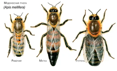 Породы маток пчел: выберите размер изображения и формат для скачивания JPG, PNG, WebP