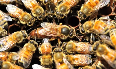 Породы маток пчел: фото в формате Full HD для скачивания