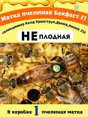 Удивительные фото пород маток пчел