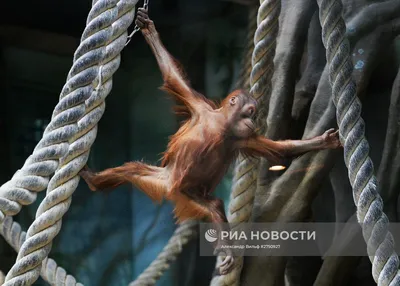 Капуцины: хитрые выражения лиц и захватывающие моменты