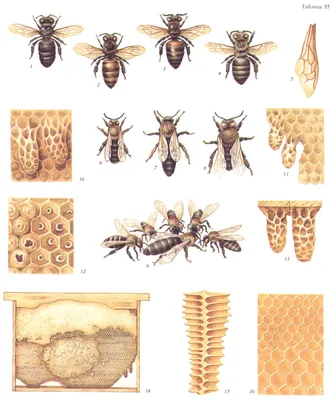 Изображения пчел 2024 года