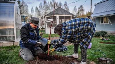 Зеленое пробуждение: фото деревьев во время их первоначальной посадки весной