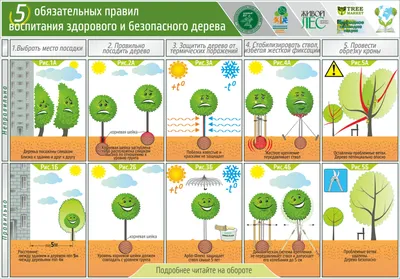 Из маленьких семечек к могущественным деревьям (фото)