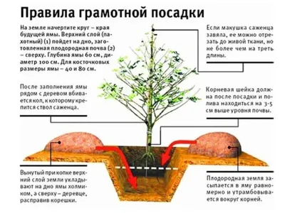 Скачать: Бесплатные фотографии посадки деревьев весной