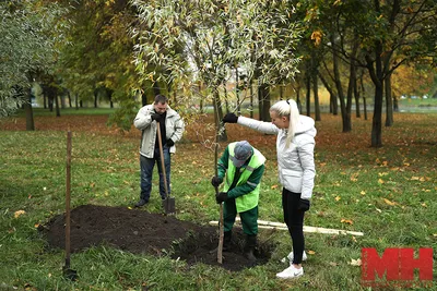 Картинка с пушистыми деревьями весной: фото на айфон и андроид