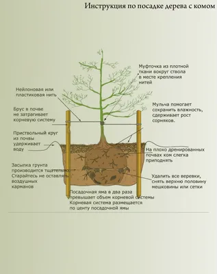 Фотка деревьев весной: создайте атмосферу природы на своих устройствах