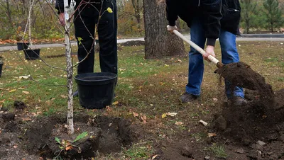 Природное пробуждение: Уникальные фотографии посадки деревьев весной 