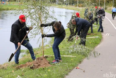 Посадка деревьев фотографии