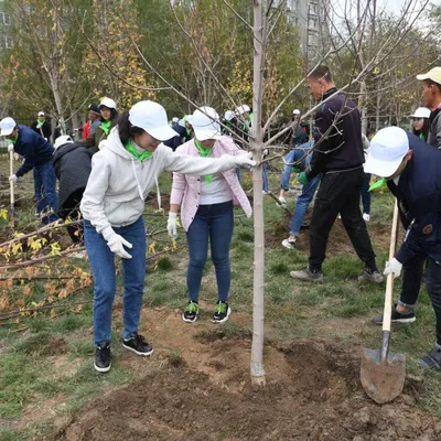 Природное преображение: фотографии до и после посадки деревьев