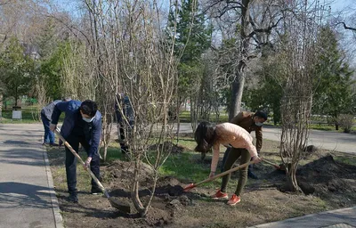 Загадочные картинки деревьев