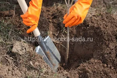 Руководство по посадке деревьев: тайны создания зеленых оазисов