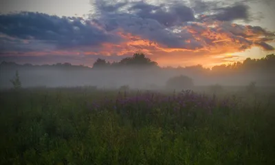 Тайна леса: Мистические фотографии после дождя