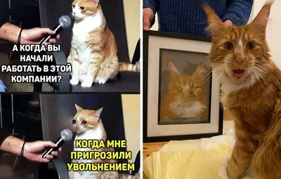 Фото, которые подарят тебе улыбку и радость