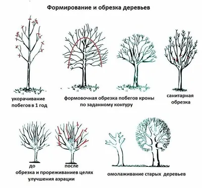 Плодовые деревья: выбирайте фоны для картинок об обрезке