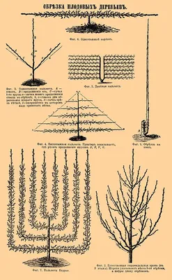 Изображения правильной обрезки плодовых деревьев для скачивания