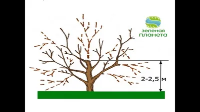 Фотоинструкция по правильной обрезке плодовых деревьев: шаг за шагом