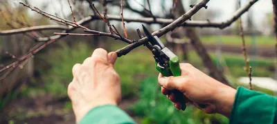 Фотк с примерами обрезки плодовых деревьев